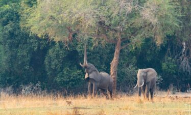 Ultimate Safari Adventure: Explore South Luangwa National Park