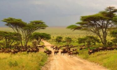 Experience the Magic of the Serengeti: A 7-Day Safari in Tanzania